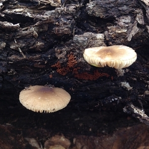 Unverified Fungus at Crowther, NSW - 20 Sep 2016 by Frecko