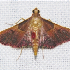 Endotricha mesenterialis (A Pyralid moth (Endotrichinae) at Weerriba, QLD - 19 Oct 2008 by PJH123