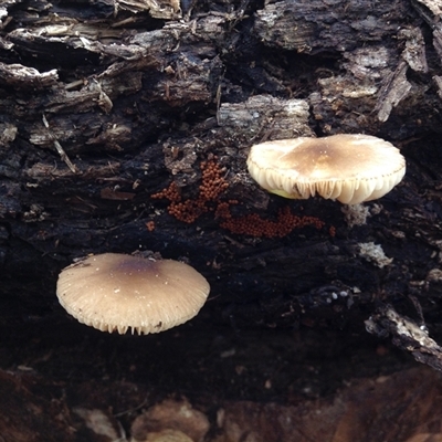Myxomycete-plasmodium(class) at Crowther, NSW - 20 Sep 2016 by Frecko