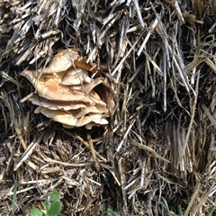 Unverified Fungus at Crowther, NSW - 7 Sep 2016 by Frecko