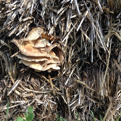 Unverified Fungus at Crowther, NSW - 7 Sep 2016 by Frecko
