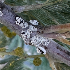 Melanococcus albizziae (Acacia Mealybug) at Russell, ACT - 18 Jun 2025 by Hejor1