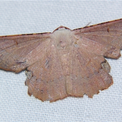 Cernia amyclaria (A Geometer moth (Oenochrominae)) at Weerriba, QLD - 19 Oct 2008 by PJH123