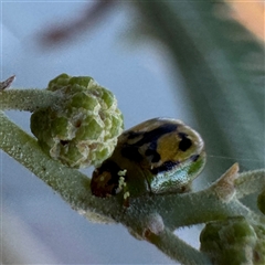 Peltoschema hamadryas (Hamadryas leaf beetle) at Russell, ACT - 18 Jun 2025 by Hejor1