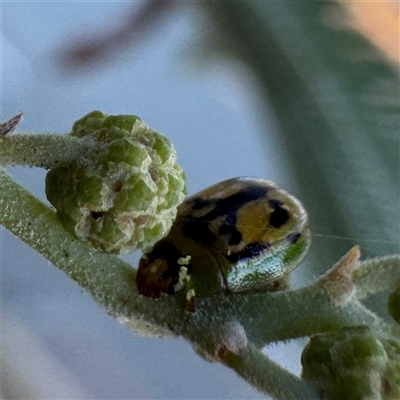 Peltoschema hamadryas (Hamadryas leaf beetle) at Russell, ACT - 18 Jun 2025 by Hejor1