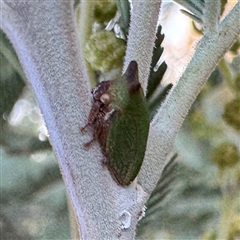 Sextius virescens (Acacia horned treehopper) at Russell, ACT - 18 Jun 2025 by Hejor1
