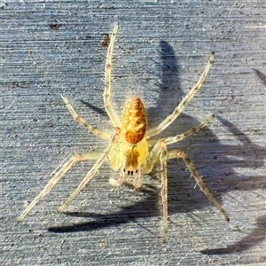 Araneus talipedatus at Russell, ACT - Yesterday by Hejor1