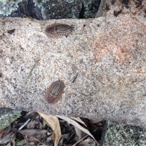 Unverified Beetle (Coleoptera) at Crowther, NSW - 17 Sep 2016 by Frecko