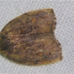 Hemonia micrommata (A Footman moth (Lithosiini)) at Bloomsbury, QLD - 19 Oct 2008 by PJH123