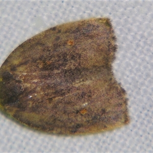 Hemonia micrommata at Bloomsbury, QLD - 19 Oct 2008 08:27 PM