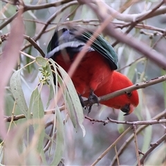 Alisterus scapularis (Australian King-Parrot) at West Wodonga, VIC - 18 Jun 2025 by KylieWaldon