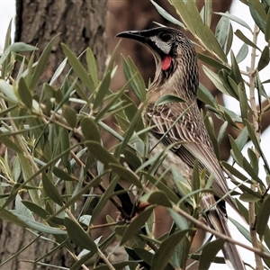 Anthochaera carunculata at West Wodonga, VIC - Yesterday by KylieWaldon
