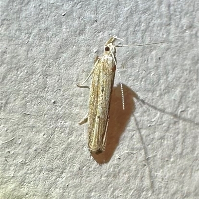 Eutorna diaula (A Gelechioid moth (Depressariidae)) at Pebbly Beach, NSW - 23 Oct 2024 by Pirom