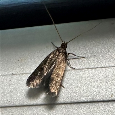 Lecithocera terrigena (Lecithocera terrigena) at Ainslie, ACT - 4 Jan 2025 by Pirom