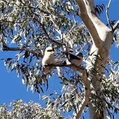 Dacelo novaeguineae (Laughing Kookaburra) at Mongarlowe, NSW - 18 Jun 2025 by Dron
