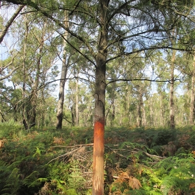 Exocarpos cupressiformis (Cherry Ballart) at Bemm River, VIC - 8 Jun 2015 by JasonPStewartNMsnc2016