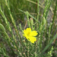 Hibbertia australis at Black Rock, VIC - 6 Dec 2016 by JasonPStewartNMsnc2016
