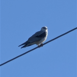 Elanus axillaris at Menangle, NSW - Yesterday by MandyandScott