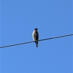 Falco berigora (Brown Falcon) at Menangle, NSW - 18 Jun 2025 by MandyandScott