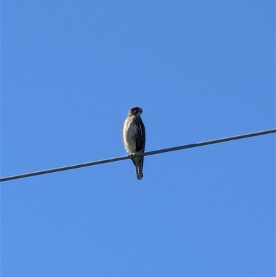 Falco berigora (Brown Falcon) at Menangle, NSW - 18 Jun 2025 by MandyandScott