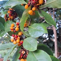 Unverified at suppressed - suppressed