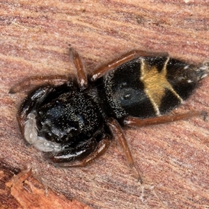 Apricia jovialis (Jovial jumping spider) at Belconnen, ACT - 17 Jun 2025 by kasiaaus