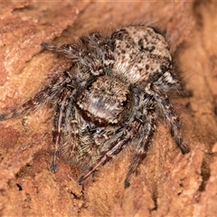 Servaea incana (Hoary Servaea) at Belconnen, ACT - 17 Jun 2025 by kasiaaus