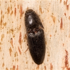 Monocrepidius (genus) (Click beetle) at Belconnen, ACT - 17 Jun 2025 by kasiaaus