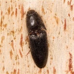 Unverified Click beetle (Elateridae) at Belconnen, ACT - 17 Jun 2025 by kasiaaus