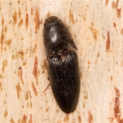 Monocrepidius (genus) (Click beetle) at Belconnen, ACT - 17 Jun 2025 by kasiaaus