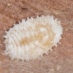 Monophlebulus sp. (genus) at Belconnen, ACT - 17 Jun 2025 by kasiaaus