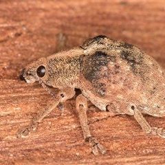 Gonipterus scutellatus (Eucalyptus snout beetle, gum tree weevil) at Belconnen, ACT - 17 Jun 2025 by kasiaaus