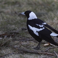 Gymnorhina tibicen (Australian Magpie) at Isabella Plains, ACT - 30 May 2025 by AlisonMilton