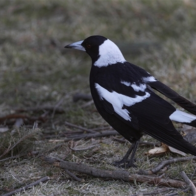 Gymnorhina tibicen (Australian Magpie) at Isabella Plains, ACT - 30 May 2025 by AlisonMilton