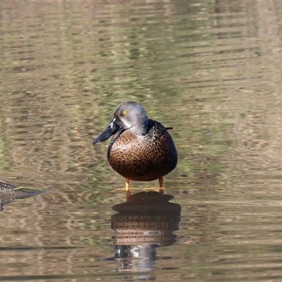 Spatula rhynchotis (Australasian Shoveler) at Monash, ACT - 30 May 2025 by AlisonMilton