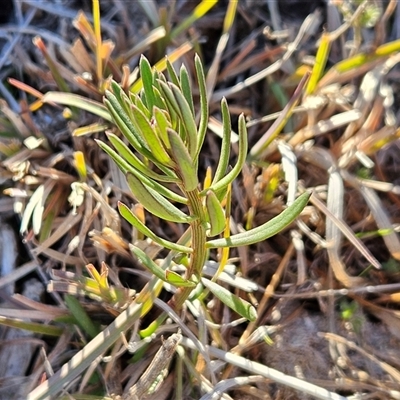 Dodonaea viscosa subsp. angustissima at Hawker, ACT - 18 Jun 2025 by sangio7