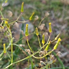 Senecio quadridentatus (Cotton Fireweed) at Hawker, ACT - 18 Jun 2025 by sangio7