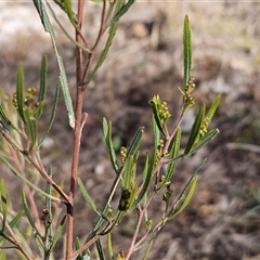 Dodonaea viscosa subsp. angustissima (Hop Bush) at Hawker, ACT - 18 Jun 2025 by sangio7