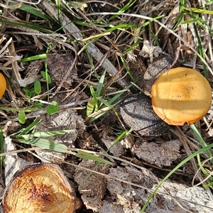 Protostropharia semiglobata at Hawker, ACT - Yesterday by sangio7