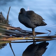 Gallinula tenebrosa at Isabella Plains, ACT - 30 May 2025 by AlisonMilton