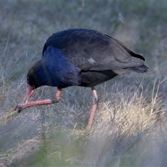 Porphyrio melanotus at Isabella Plains, ACT - 30 May 2025 by AlisonMilton