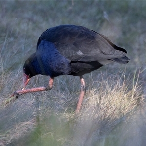 Porphyrio melanotus (Australasian Swamphen) at Isabella Plains, ACT - 30 May 2025 by AlisonMilton
