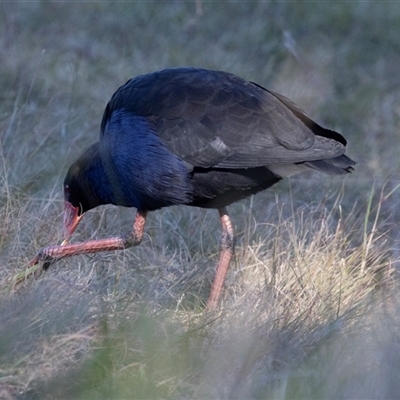 Porphyrio melanotus at Isabella Plains, ACT - 30 May 2025 by AlisonMilton