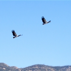 Anseranas semipalmata (Magpie Goose) at Paddys River, ACT - 15 May 2011 by AlisonMilton
