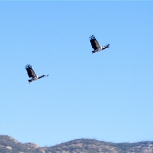 Anseranas semipalmata (Magpie Goose) at Paddys River, ACT - 15 May 2011 by AlisonMilton