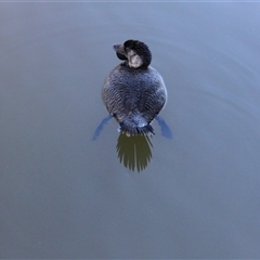 Biziura lobata (Musk Duck) at Paddys River, ACT - 15 May 2011 by AlisonMilton