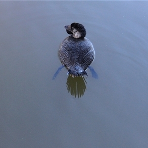 Biziura lobata (Musk Duck) at Paddys River, ACT - 15 May 2011 by AlisonMilton