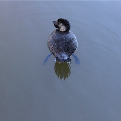 Biziura lobata (Musk Duck) at Paddys River, ACT - 15 May 2011 by AlisonMilton