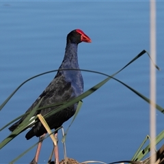 Porphyrio melanotus (Australasian Swamphen) at Isabella Plains, ACT - 30 May 2025 by AlisonMilton