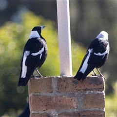 Gymnorhina tibicen (Australian Magpie) at Isabella Plains, ACT - 30 May 2025 by AlisonMilton